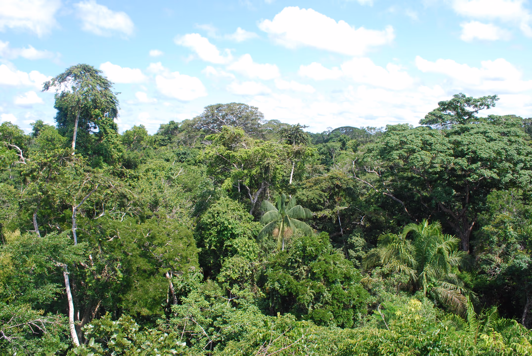 Abholzung im Amazonas auf niedrigstem Stand seit zehn Jahren